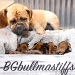 Bullmastiff Puppies
