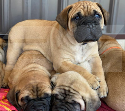 Bullmastiff puppies in a pile Bullmastiff Puppy