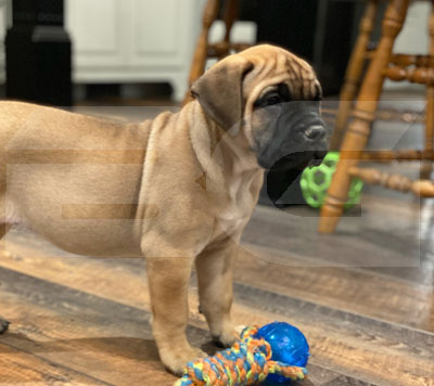 Bullmastiff puppy with toy Bullmastiff Puppy