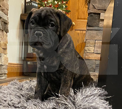 Bullmastiff puppy under a christmas tree Bullmastiff Puppy