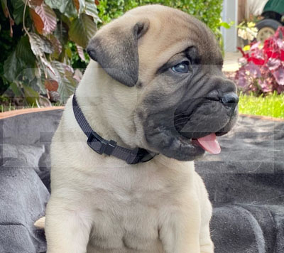 Bullmastiff puppy happy Bullmastiff Puppy