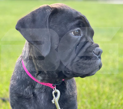 Bullmastiff puppy looking out Bullmastiff Puppy