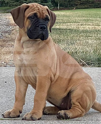 Bullmastiff puppy sitting Bullmastiff Puppy