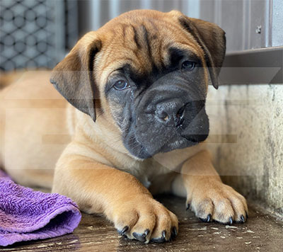 Bullmastiff puppy looking cute Bullmastiff Puppy